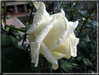 foto Rose
